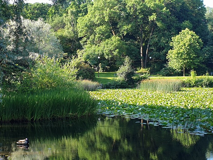 Näckrosdammen and